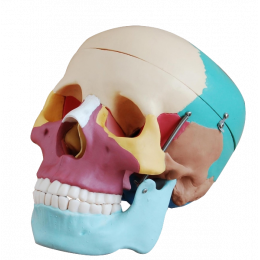 ERWEY Crâne Anatomique Humain avec Numérotation, Modèle de Crâne Humain  pour l'Anatomie de l'Enseignement, 3 Pièces, Taille Réelle