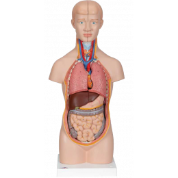 Modèles anatomiques : organes et squelette