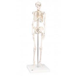 Modèle de squelette humain pour l'anatomie - Modèle médical de squelette  humain taille réelle avec origine musculaire numérotée et peinte et points  d'insertion - Support roulant : : Commerce, Industrie et Science