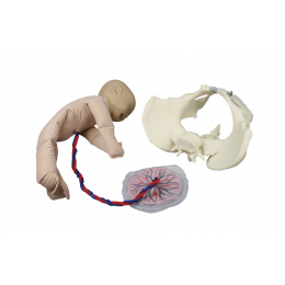 Modèle anatomique d'utérus sain Erler Zimmer