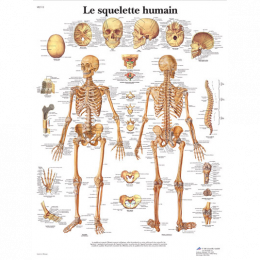 Squelette Anatomique - Squelette Humain achat dès %s GirodMedical