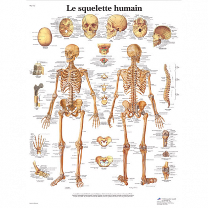 Planche de sciences recto squelette verso corps humain et  organes - Livres
