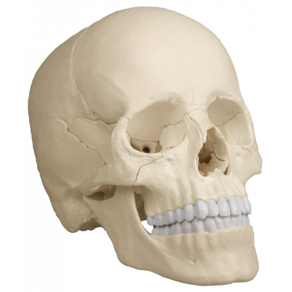 Modèle de crâne humain en 3 parties Mediprem