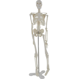 3B Scientific VR2113L Planche Anatomique, Le Squelette Humain & Modèle  Anatomique Musculature Humaine