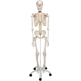 Squelette anatomique, Modèle anatomique