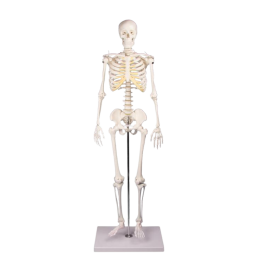 Squelette anatomique humain avec support à roulettes - 180cm
