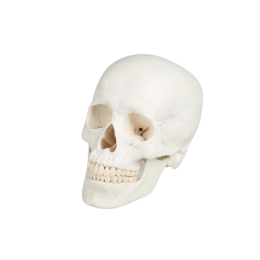 Modèle anatomique de squelette humain 180cm Mediprem