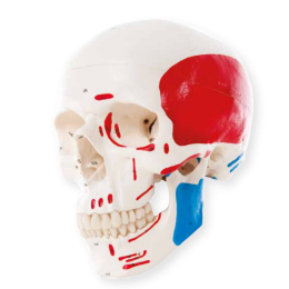 Modèle de crâne humain en 3 parties Mediprem